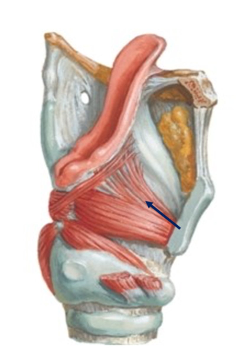 <p>upper part of the thyroarytenoid muscle that pulls laterally on the aryepiglottic fold &amp; epiglottis to widen the laryngeal inlet <br> <br>*does the opposite of aryepiglottic muscle <br><br><br>*innervated by the recurrent laryngeal nerve</p>
