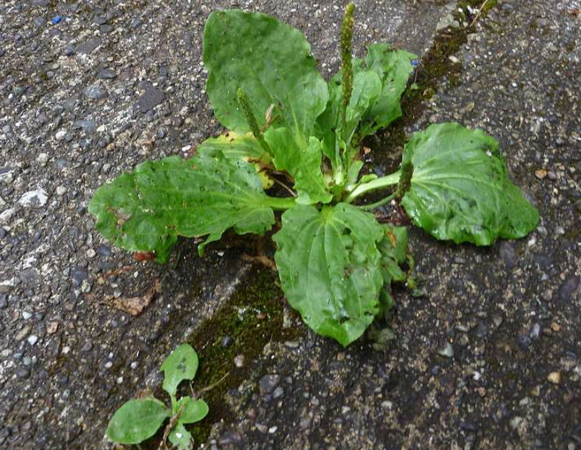 <p>Har använts för att lägga om sår. </p>