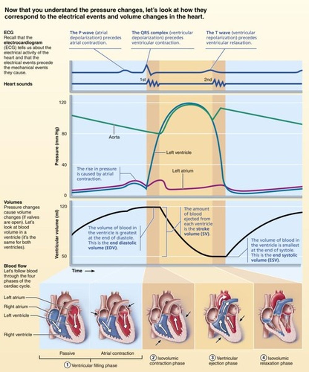 <p>All events associated with blood flow through the heart during one complete heartbeat, including ventricular and atrial systole and diastole.</p>