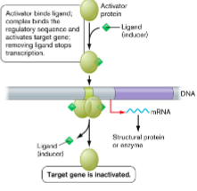 <ul><li><p>activators, RNA polymerase, transcription</p></li><li><p>inducer</p></li></ul><p></p>