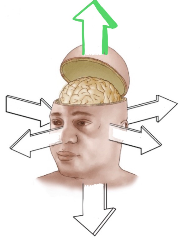<p>Dorsally.</p>