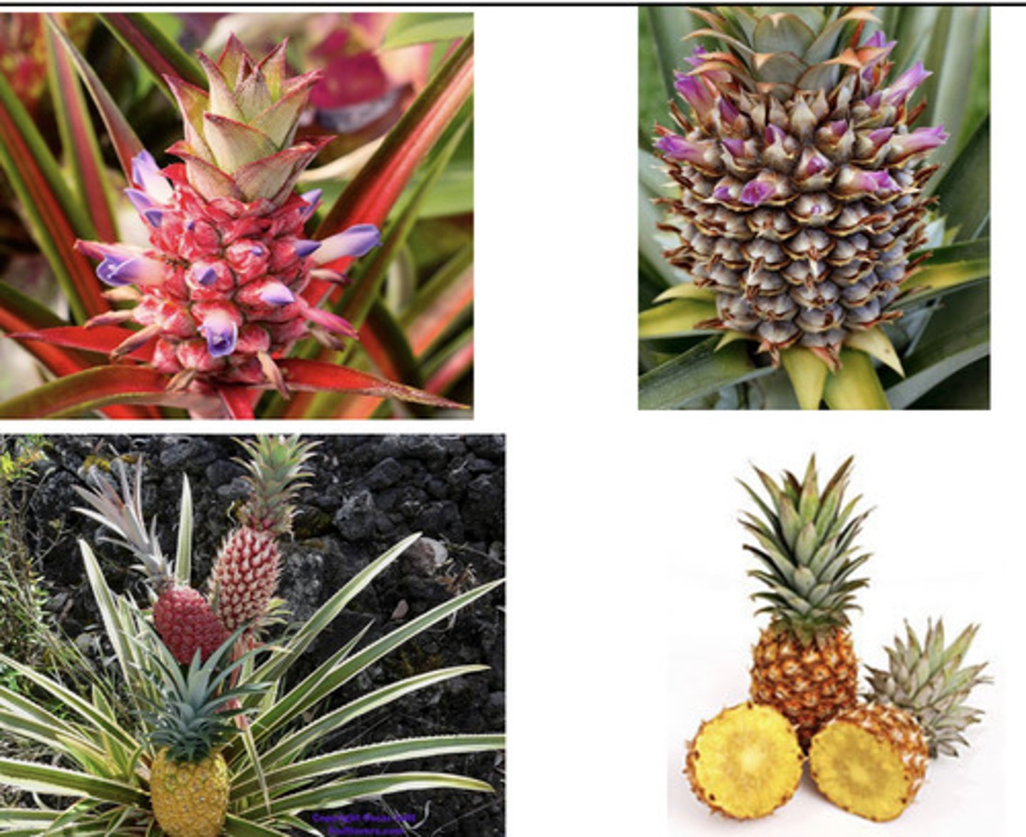 <p>Typically fleshy fruit that develops from ovaries of on inflorescence together with any associated accessory structures→ pineapple</p>