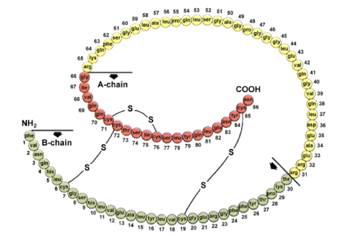 <ul><li><p><strong>Peptide hormone composed of two polypeptide chains (A and B) linked by disulfide bonds.</strong></p></li><li><p>It regulates glucose levels in the blood and is characterised by its <strong>hydrophilic</strong> nature, which allows it to be soluble in blood. </p></li><li><p><strong>Proinsulin <u>needs to be proteolytically cleaved</u> to form active insulin before it can function effectively. </strong></p></li></ul><p></p>