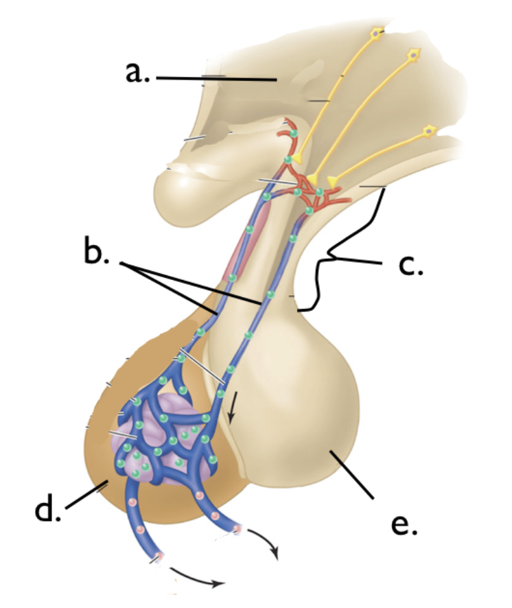 <p>Label the parts of the pituitary gland</p>