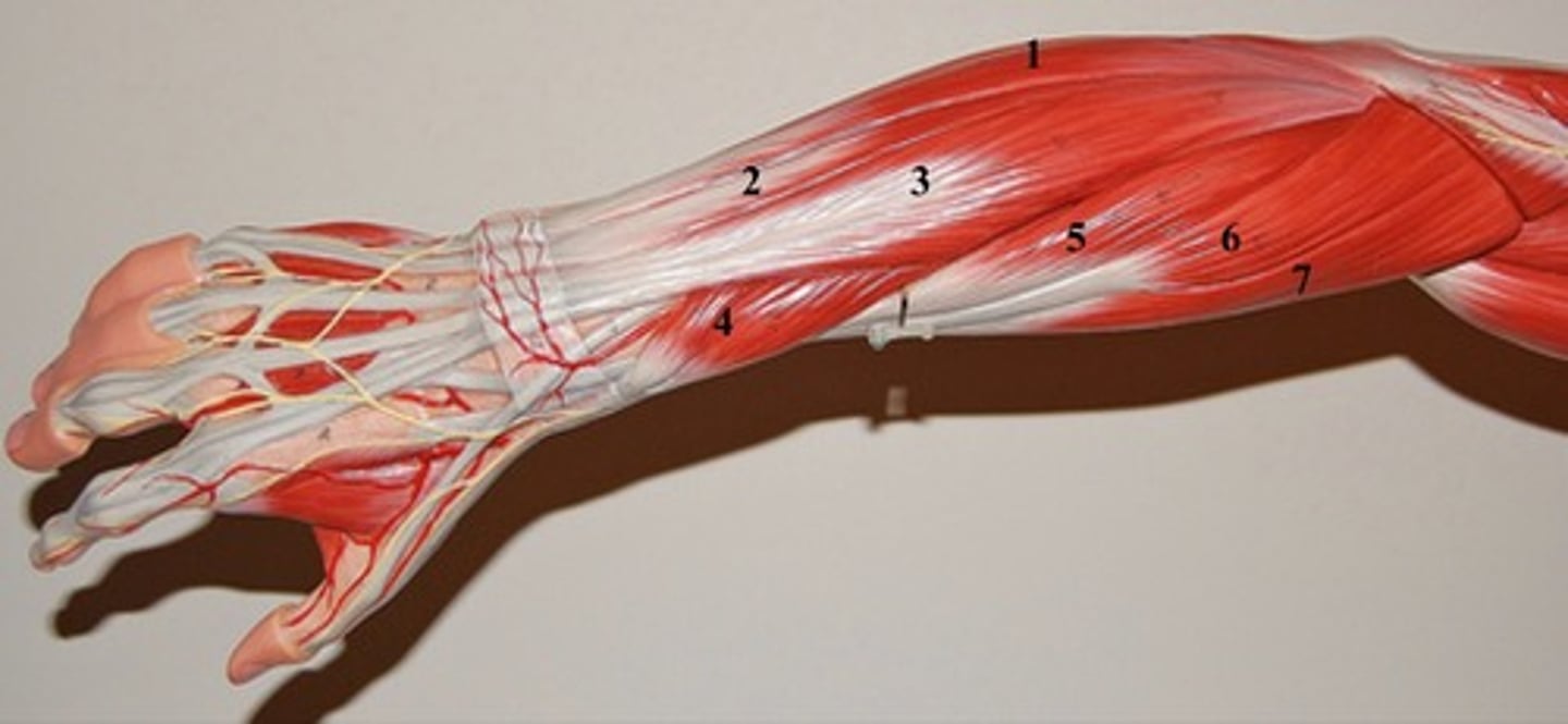<p>6-</p>