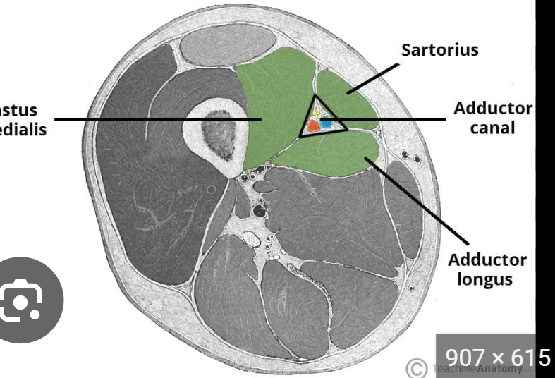 <p>It begins where sartorius crosses adductor longus and ends at the adductor hiatus in adductor magnus.</p>
