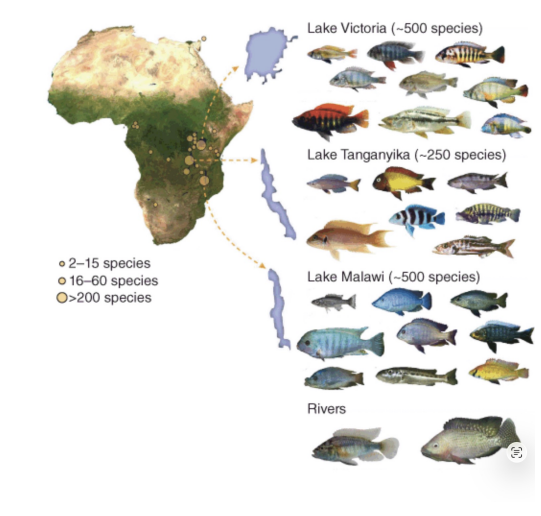 <p>cast study #3: east African cichlids</p>