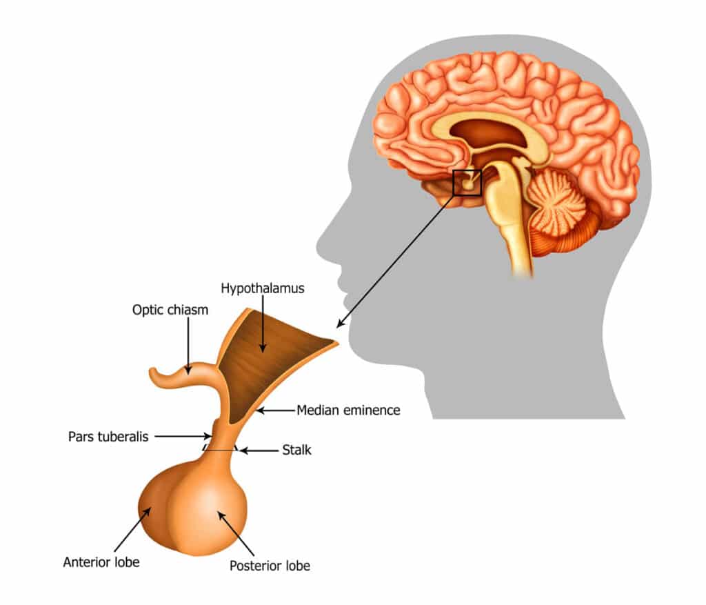 <p>endocrine gland in brain</p>