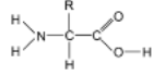 <p>proteins are natural polyamides that are formed from anio acid polymers with general structure: where R represents different types of side chain</p>