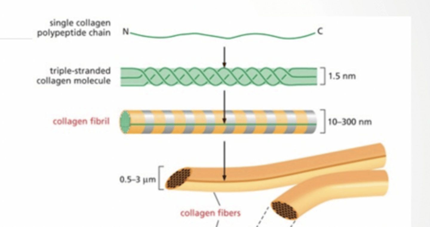 <p>EXTRACELLULAR MATRIX</p><p>Supports and anchors cells</p><p>Cell communication</p><p>Composition:</p><p>Mix of proteins and polysaccharides</p><p>Secreted from cells via exocytosis</p><p>COLLAGEN</p><p>Single protein chain</p><p>Becomes triple strand</p><p>Strands assemble into fiber</p><p>Fibers assemble into bundles</p><p>PROTEOGLYCANS</p><p>GAGs made of repeated sugar elements</p><p>Keratin, Chondrotin sulfate, Hyaluronan</p><p>Proteins link together GAGs</p><p>LAMININ</p><p>Fibrous proteins</p><p>INTEGRINS</p><p>Used to connect cells to extracellular matrix</p>