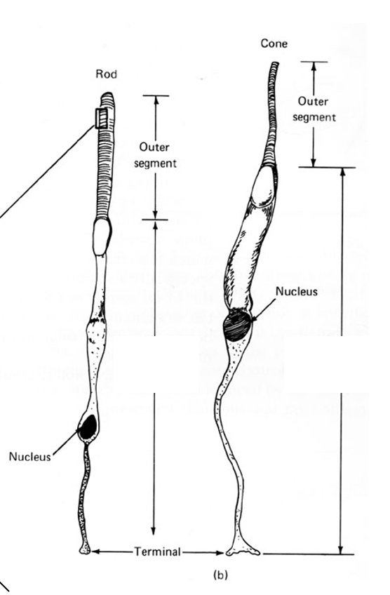 <p>Invaginations of the plasma membrane</p>