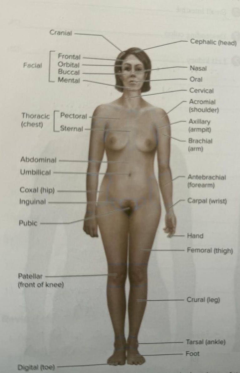 <p><span data-name="laughing" data-type="emoji">😆</span></p>