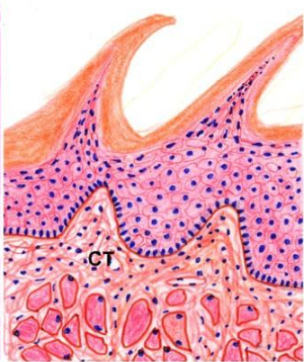 <p>ID the image. BE SPECIFIC</p>