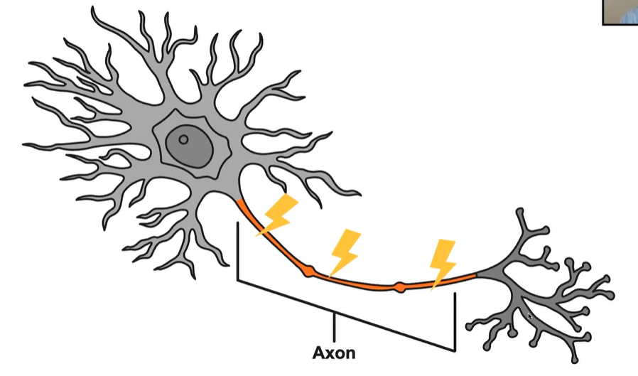 <p>Carry neural messages or electrical impulses down the length of the axon.</p>
