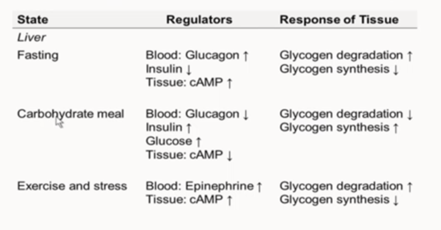 <p>-Glucose to blood</p><p>-Insulin</p><p>-Glucagon (cAMP)</p><p>-Epinephrine (cAMP)</p>