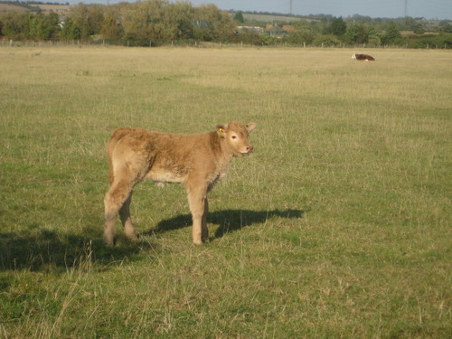 <p>con bê</p>