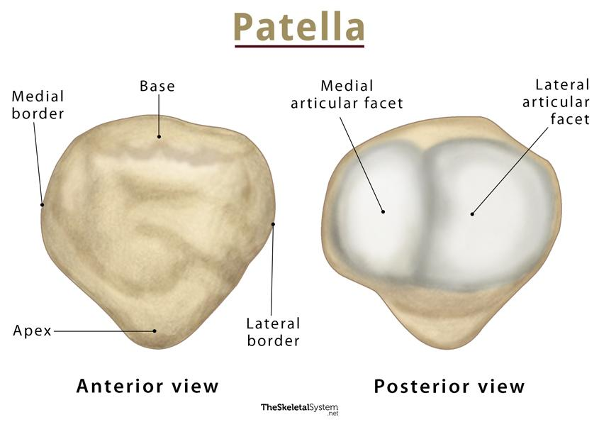 <p>Apex of Patella</p>