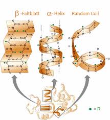 <p>ɑ-helix eller ɓ-platta</p>