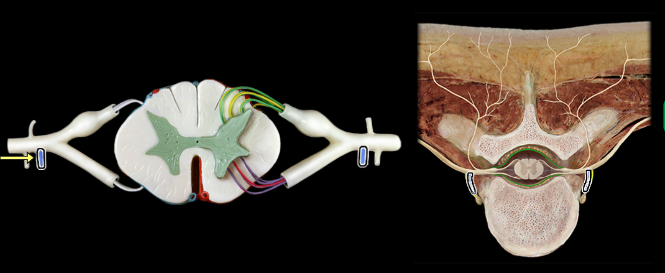 <p>Gray ramus communicans</p>