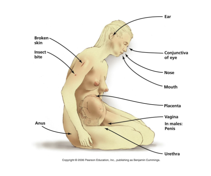 <p>this is a diagram of portals of entry</p>