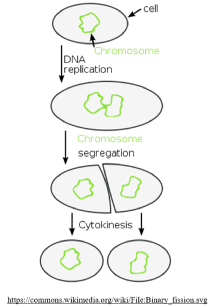 <p>binary fission</p>