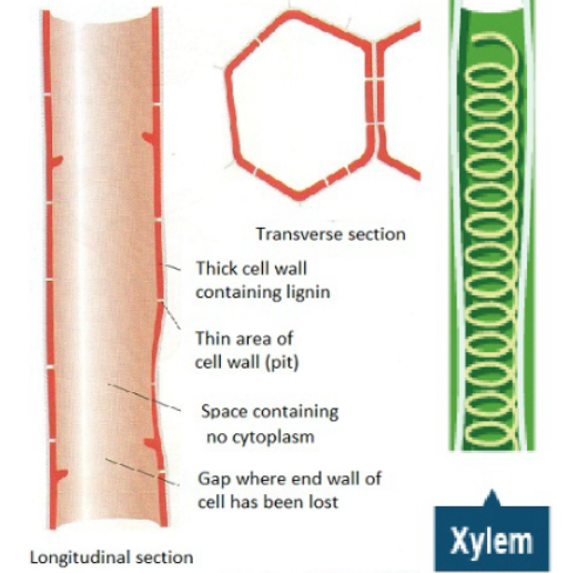 <ul><li><p>Hollow/continuous because the cells have no end walls.</p></li><li><p>Lignified as the cells that make up the xylem mature, a substance called lignin builds up in their cell walls;</p></li><li><p>This causes the cells to die and lose their end walls, cytoplasm and organelles making it a long continuous tube.</p></li><li><p>The lignin often forms in rings or spirals/helices and makes the xylem very rigid.</p></li></ul>
