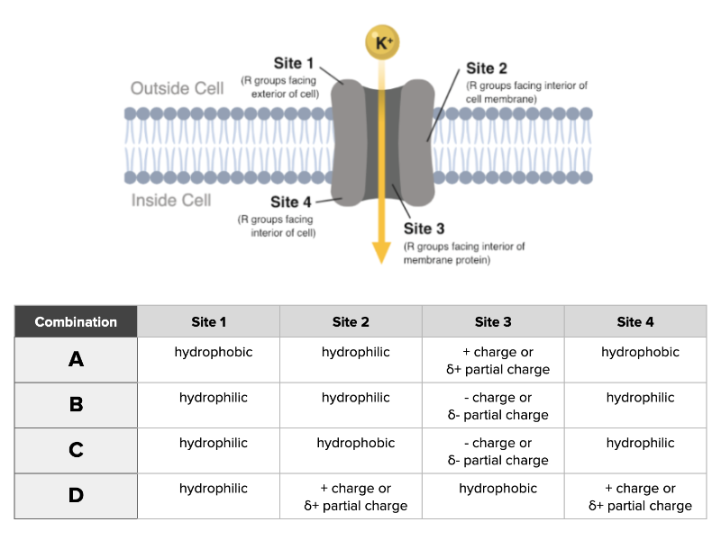 <p><span>Which combination of chemical properties accurately describes a channel capable of transporting K</span><sup>+</sup><span> ions through a membrane?</span></p>