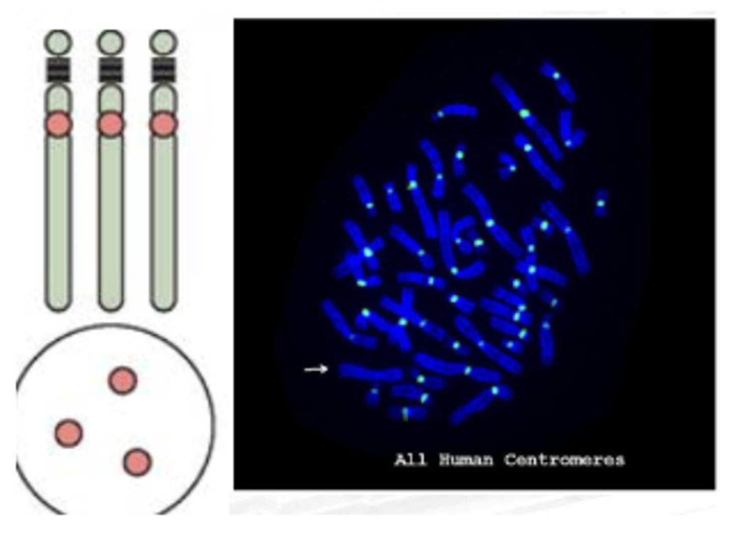 <p>For deletion</p><p>Parang C-banding</p><p>Generated from repetitive sequences found in the middle of each chromosome</p><p>Used to determine whether an individual has the correct number of chromosomes or if there is aneuploidy in the patient’s genome</p>