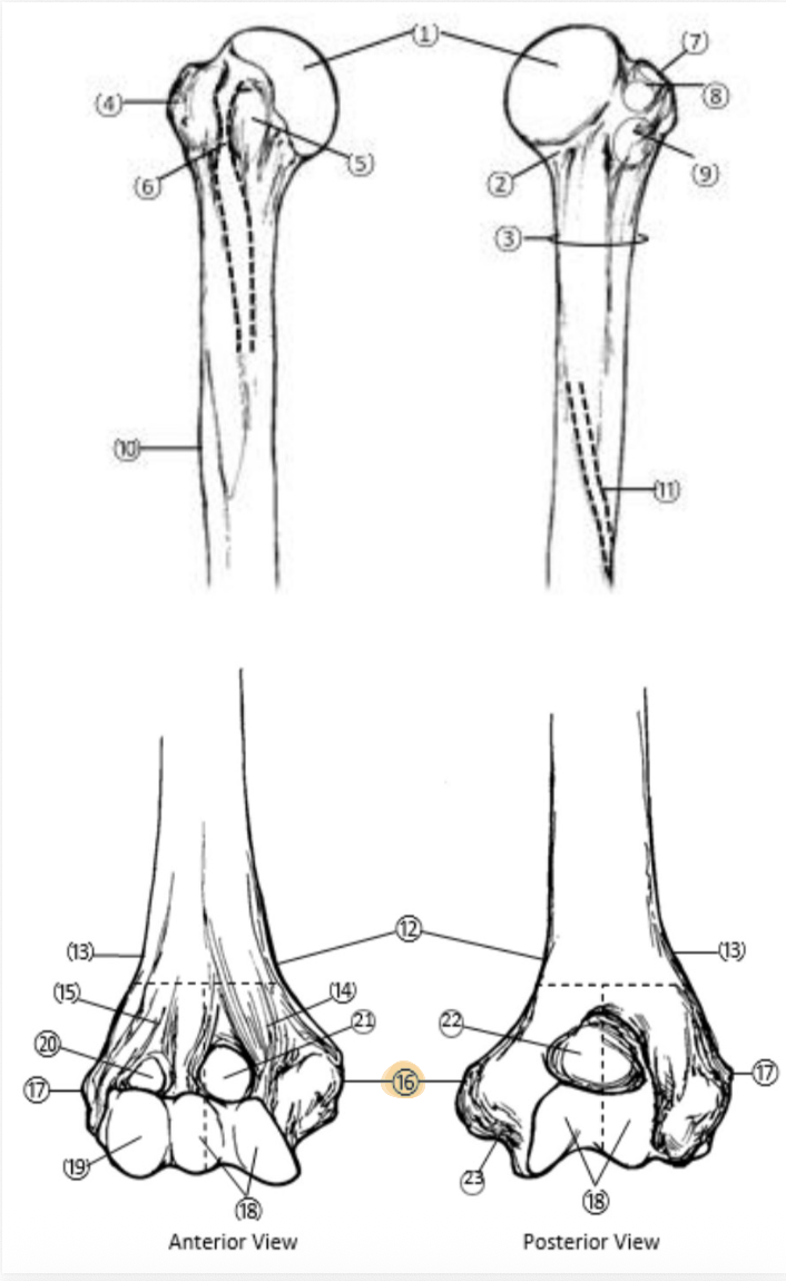 <p>On the Distal end of the Humerus, which part is highlighted (16)?</p>