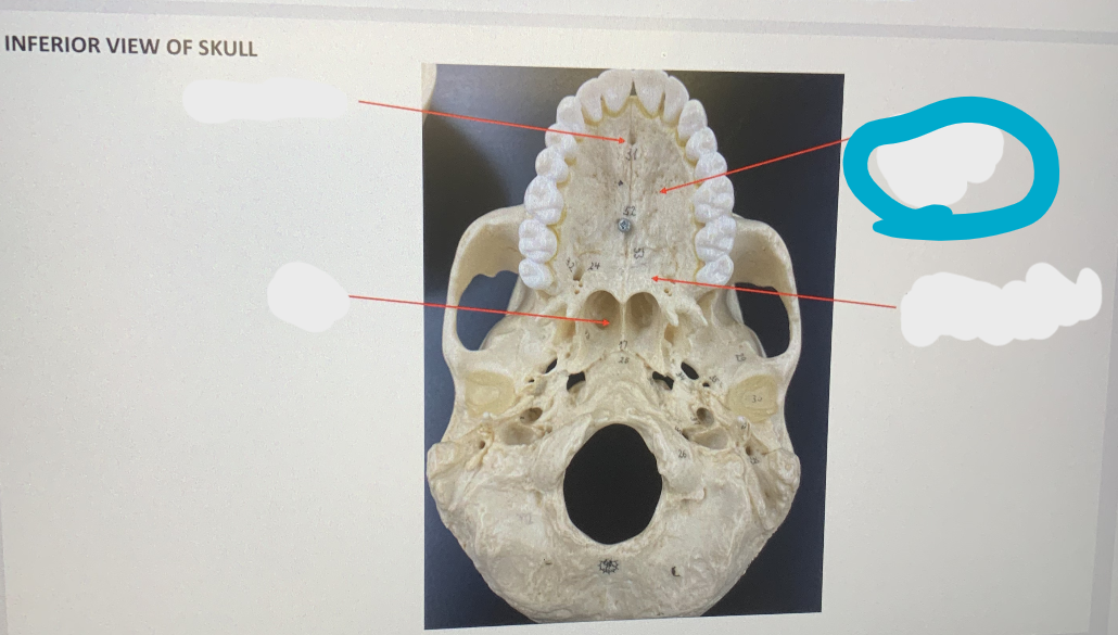 knowt flashcard image