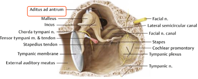<p>= kort benig kanaal tussen middenoor en antrum mastoideum</p><p></p><p>(zie ook n. facialis en chorda tympani)</p>