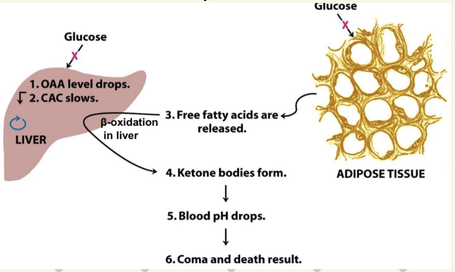 <ul><li><p>accumulation of ketone bodies</p></li><li><p>blood buffering system initially compensate + H<sup>+ </sup>absorption bone bicarbonate &amp; renal secretion</p><ul><li><p>  eventually bicarbonate depleted → acidosis </p></li></ul></li><li><p>in absence of insulin:</p><ul><li><p><span data-name="arrow_down" data-type="emoji">⬇</span>insulin - can't recruit GLUT transporter</p></li><li><p>fat catabolism starts → <span data-name="arrow_up" data-type="emoji">⬆</span>acetyl-CoA</p></li><li><p>but <span data-name="arrow_down" data-type="emoji">⬇</span>OAA → TCA can’t occur → ketogenesis </p></li></ul></li></ul><p></p>