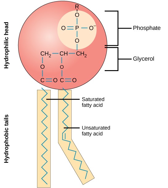 <ol><li><p><u>The hydrophilic head</u></p></li></ol><ul><li><p>Polar group</p></li><li><p>Phosphate</p></li><li><p>Glycerol</p></li></ul><p></p><ol start="2"><li><p><u>Two hydrophobic fatty acid tails</u></p></li></ol><ul><li><p>One tail is a straight, saturated, hydrocarbon tail (max # of H atoms attached to carbons)</p></li><li><p>The other tail is a bent, unsaturated, hydrocarbon tail (one or more double bonds present in the hydrocarbon tail)</p></li></ul><p></p><p></p>