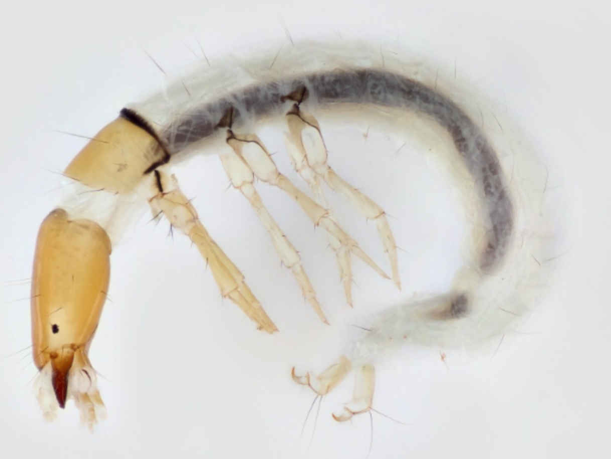 <ul><li><p>Up to 1 inch</p></li><li><p>Body is caterpillar-like and strongly curved with three pairs of legs</p></li><li><p><strong>Dorsal plates (sclerites) on all three thoracic segments</strong></p></li><li><p><strong>Branched gills along the underside of the body</strong></p></li><li><p><strong>Bristle-like tuft at the end of the abdomen</strong></p></li></ul>