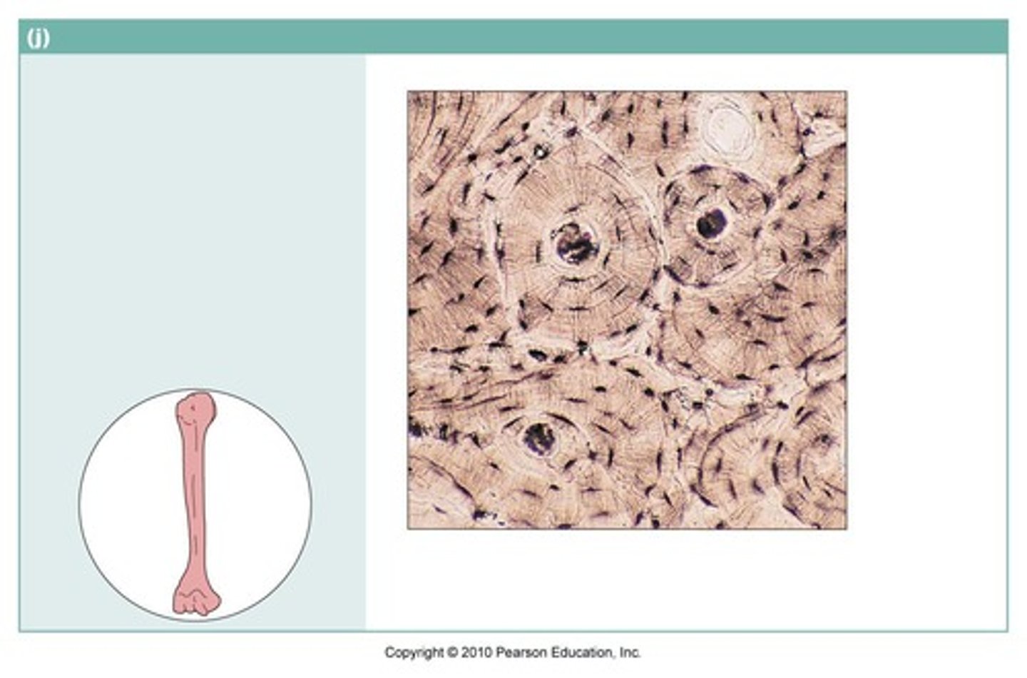 <p>name the type of connective tissue</p>