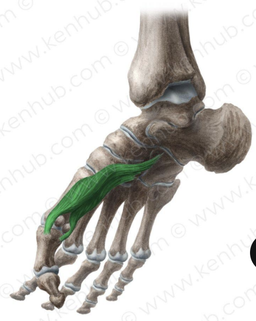 <p>MUSCLE:</p><p>ORIGIN:</p><p>INSERTION:</p><p>NERVE:</p><p>ACTION:</p>