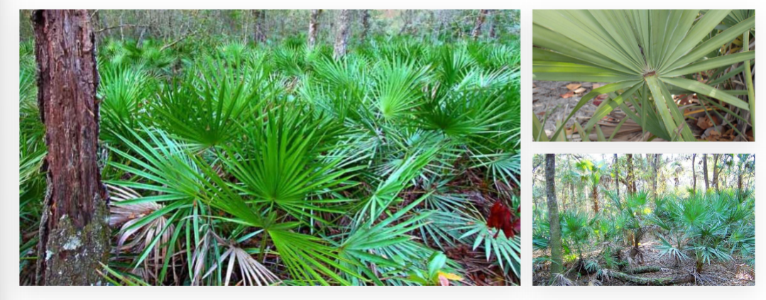 <p>saw palmetto, Arecaceae family</p><p>no midrib</p><p>fire adaptations, stem usually grows underground</p><p>*serena be repens the underdog (dan)</p>