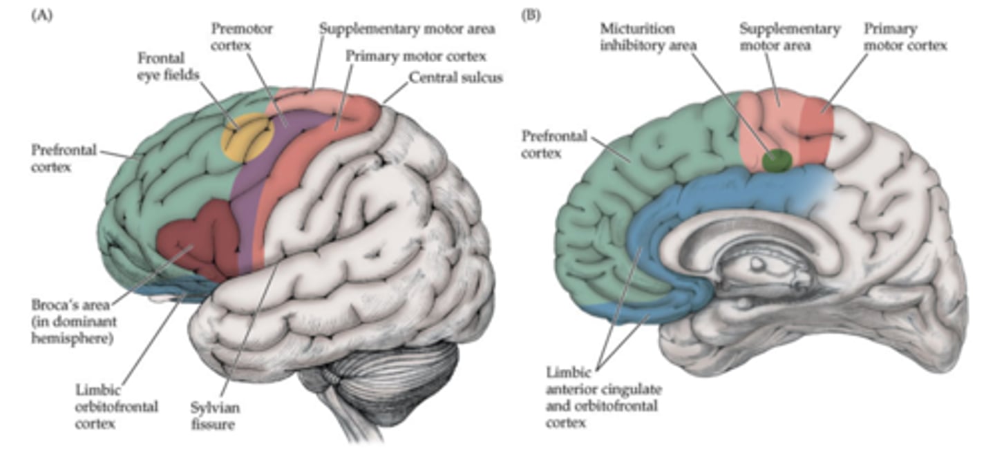 <p>frontal lobe</p>