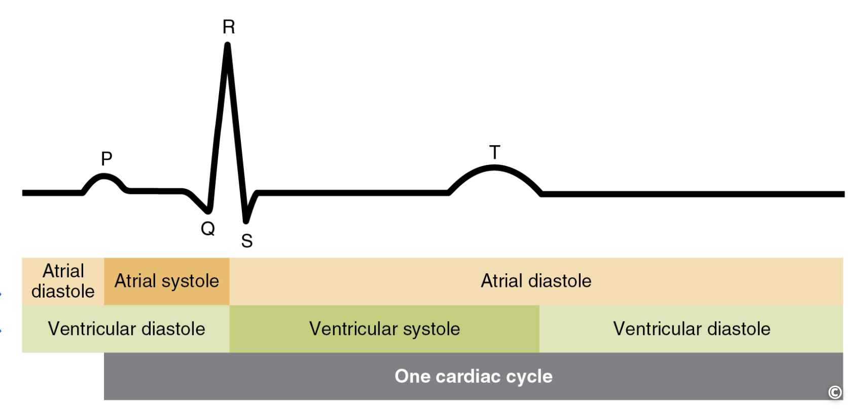 <ol><li><p>Atrial systole (atrial muscles contract)</p></li><li><p>Early ventricular systole (ventricle muscles contract)</p></li><li><p>Late ventricular systole (blood passes through pulmonary/aortic valve)</p></li><li><p>Early ventricular diastole (blood refills atria)</p></li><li><p>Late ventricular diastole (blood begins leaking into ventricles)</p></li></ol><p></p>