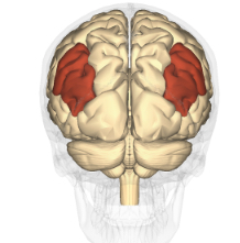 <p>Angular gyrus </p>