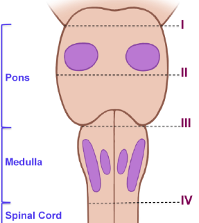 <p>finns i medulla oblongata och pons</p>