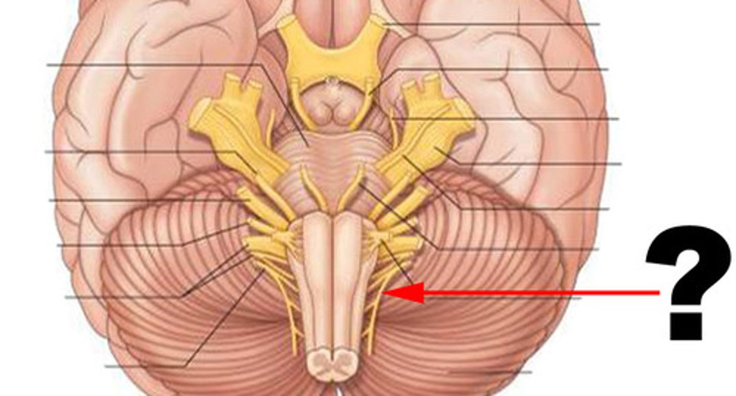 <p>function: mixed<br>testing: spinal and cranial nerves <br>(sternocleidomastoid and trapezius)</p>