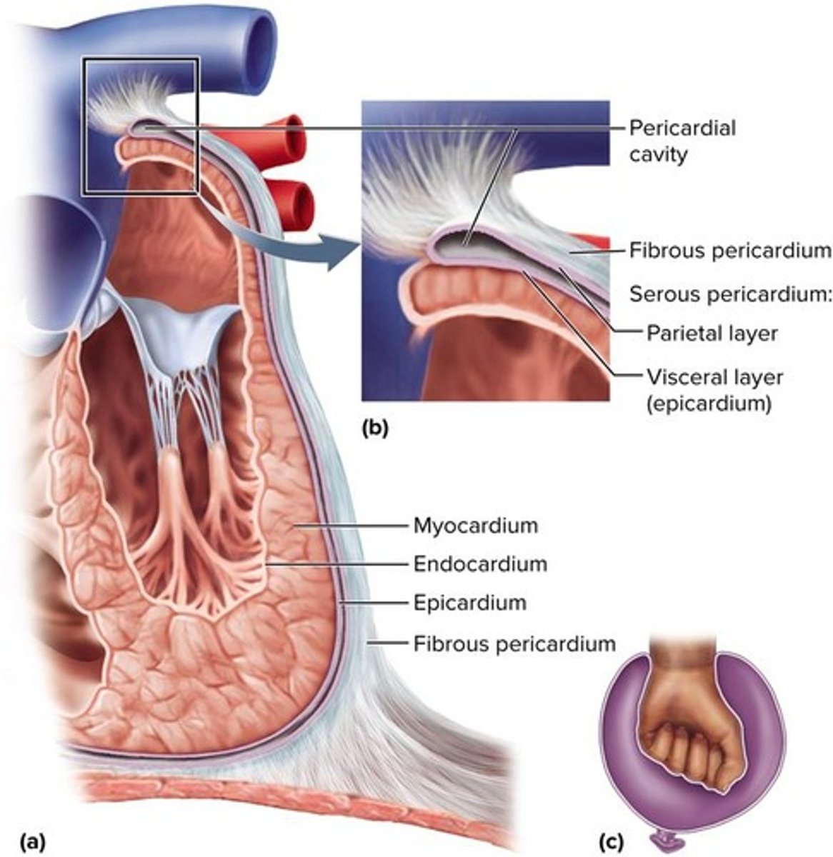 <p>The parietal layer and the visceral layer (epicardium).</p>