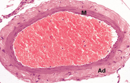 <ul><li><p><em>Tunica media </em>contains a few layers of smooth muscle cells</p></li><li><p><em>Tunica adventitia </em>contains some elastin and collagen fibers arranged, longitudinally</p></li><li><p>No elastic <em>laminae </em></p></li><li><p>M, <em>tunica media</em>; Ad, <em>tunica adventitia</em></p></li></ul><p></p>