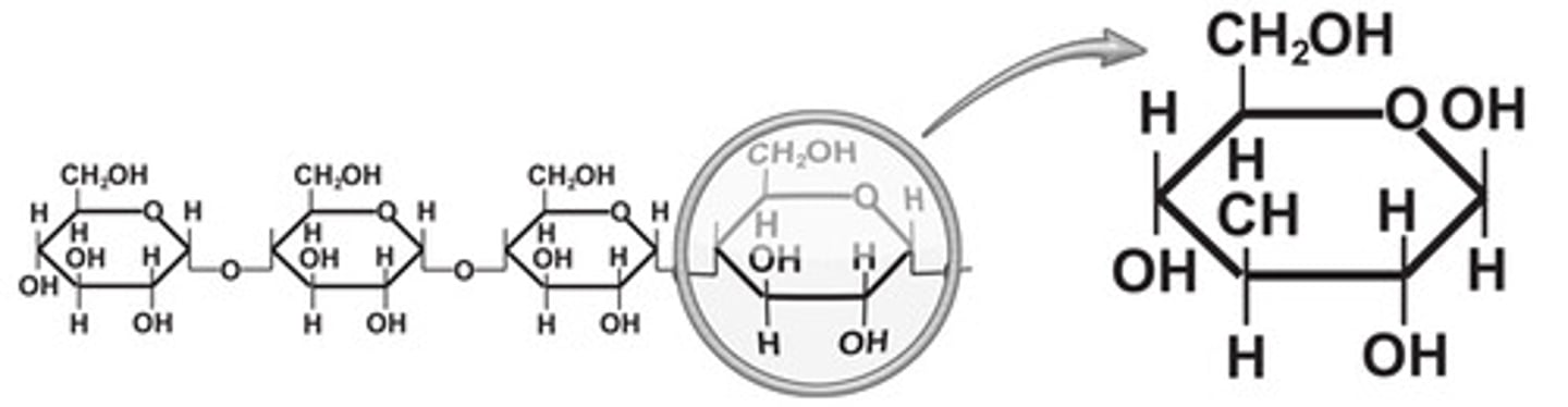 <p>A polymer of 3 or more monosaccharides, formed by dehydration reactions.</p><p>Ex. Starch, Cellulose</p>
