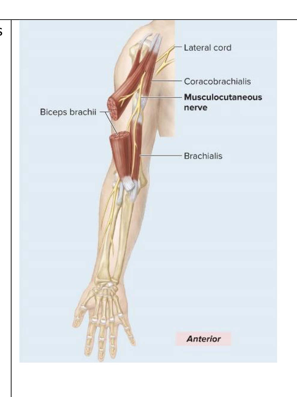 <p>Motor innervation of musculocutaneous nerve</p>