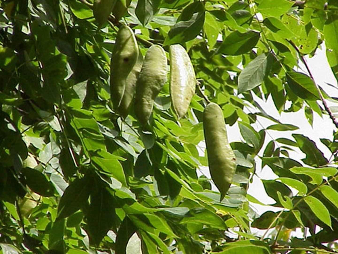 <p>Kentucy Coffee tree</p>