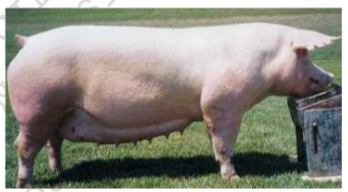 <p>Landrace</p>