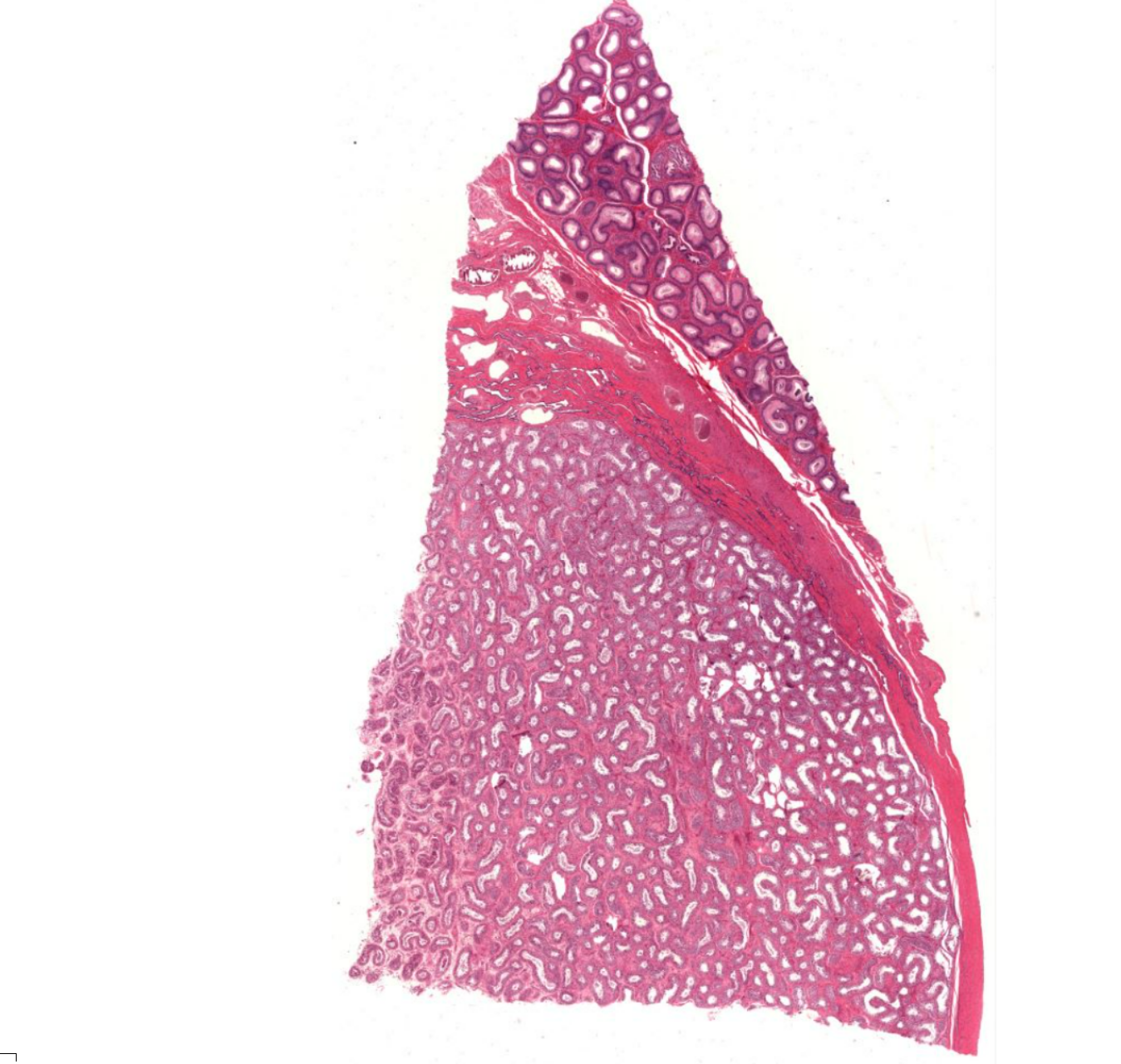 <p>Organ?</p><p>Outer layer?</p>