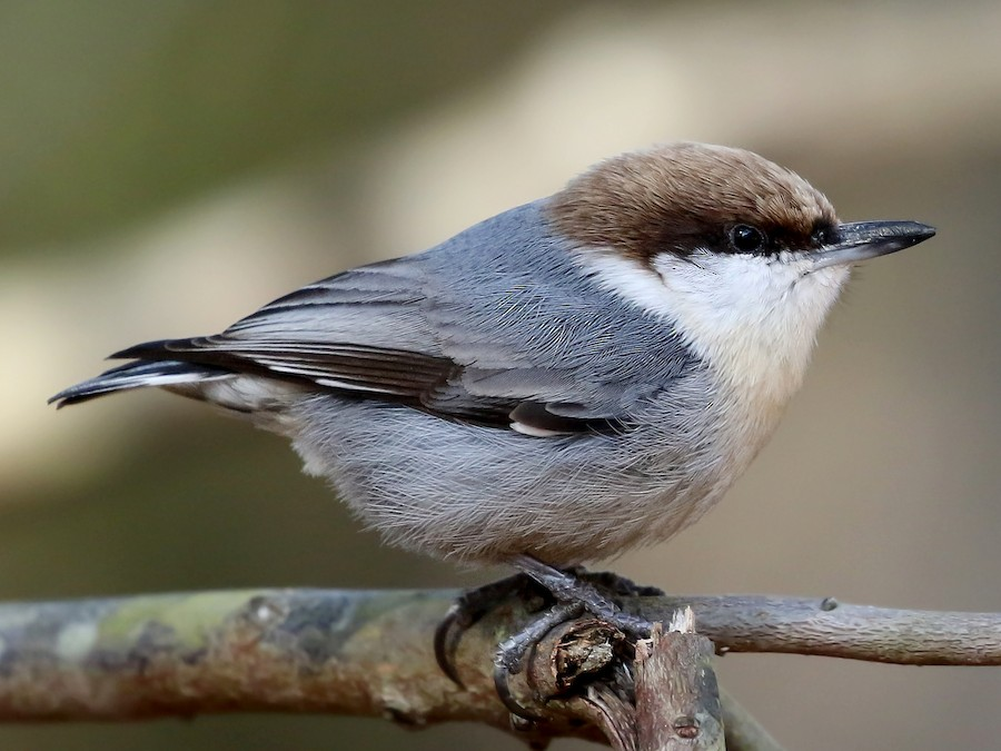 <p>Brown-headed Nuthatch</p>